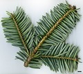 SpeciesSub: subsp. salouenensis